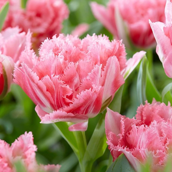 Tulipán Crispion Sweet Fringed 