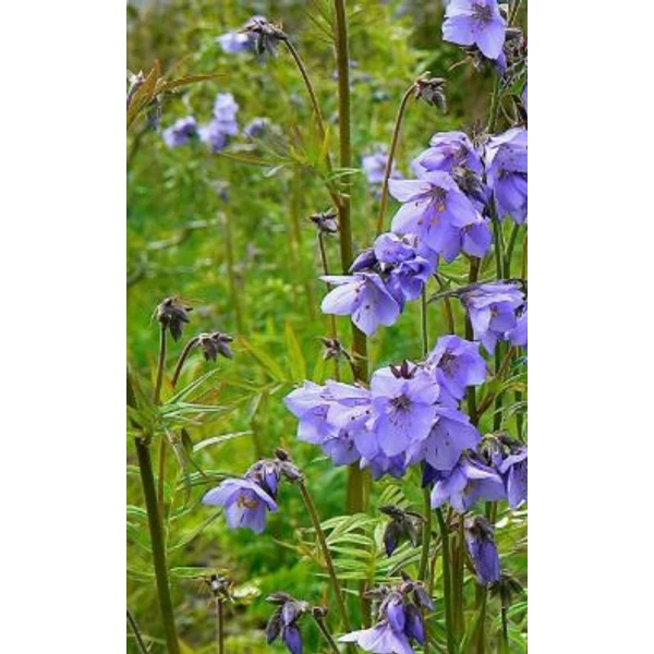 Kék csatavirág - Polemonium caeruleum