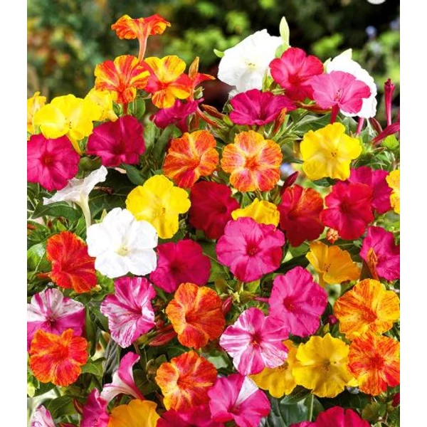 Csodatölcsér- Mirabilis Jalapa