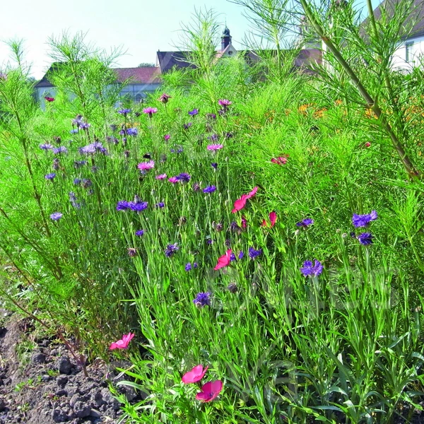 Virágmix Summer Bouquet