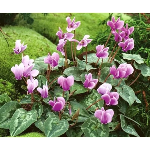 Borostyán levelű ciklámen - Cyclamen hederifolium