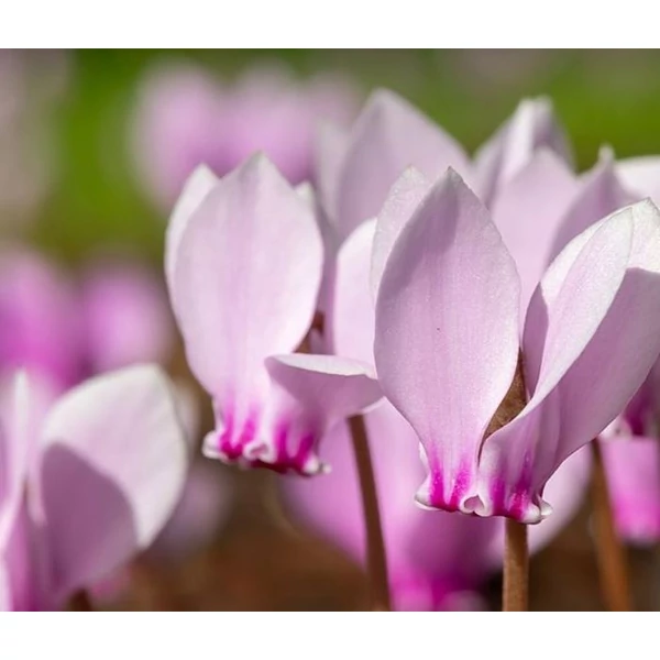 Borostyán levelű ciklámen - Cyclamen hederifolium