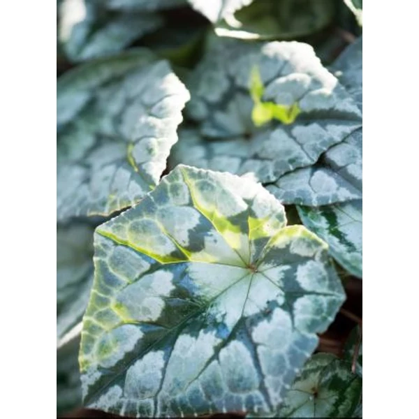 Borostyán levelű ciklámen - Cyclamen hederifolium