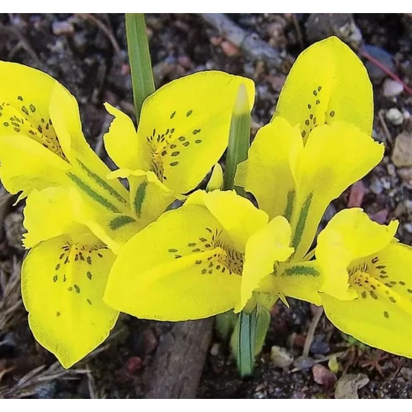 Iris Reticulata Danfordiae