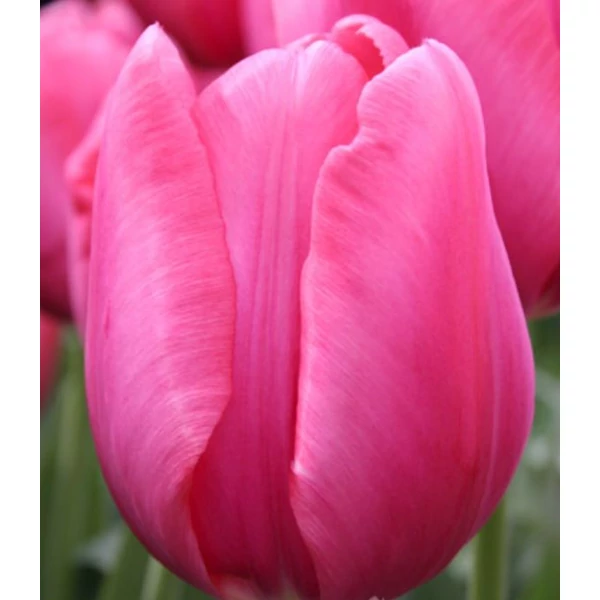 Tulipán Triumph Don Quichotte