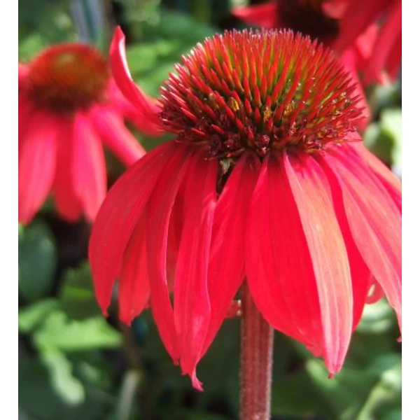 Bíbor kasvirág Piros - Echinacea Purpurea Red