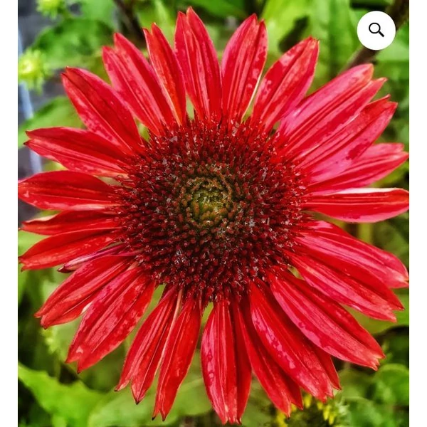 Bíbor kasvirág Piros - Echinacea Purpurea Red