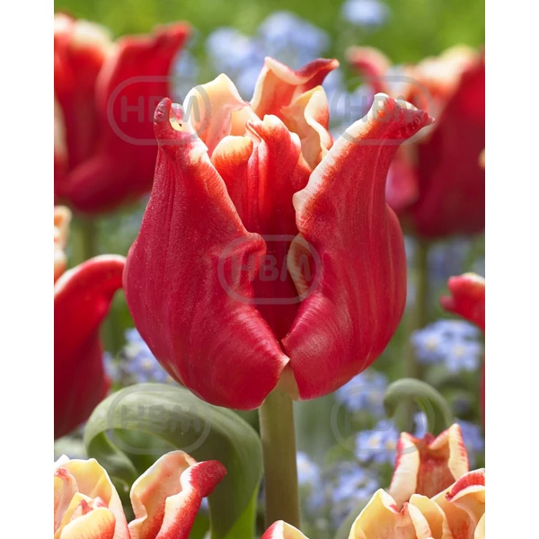 Tulipán Elegant Crown Triumph