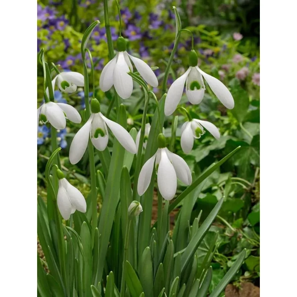 Hóvirág Galanthus Mount Everest Elwesii