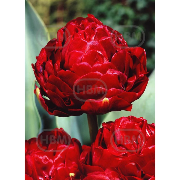 Tulipán Emblazon Teltvirágú Exclusív