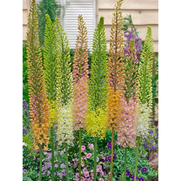 Eremurus shelford hybrid vegyes színben