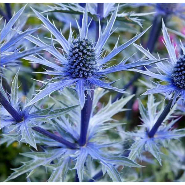 Havasi Kék Iringó - Eryngium Blue Star