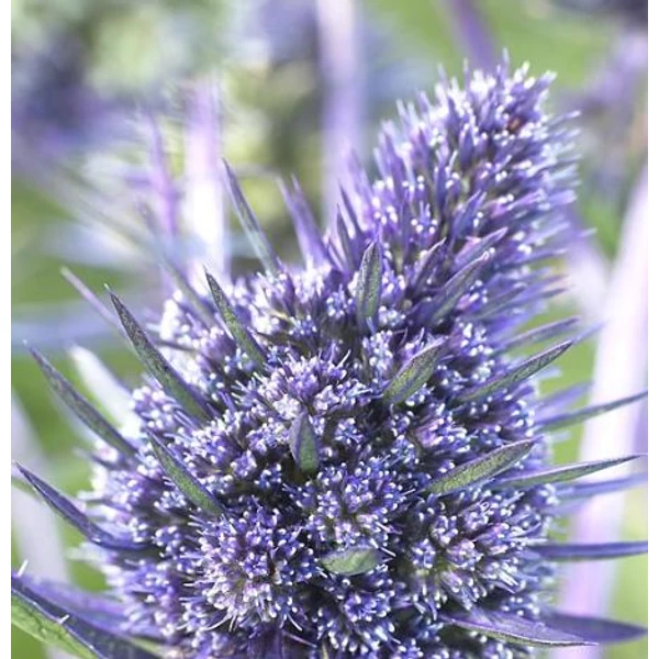 Kék iringó 'Bethlehem' - Eryngium Bethlehem