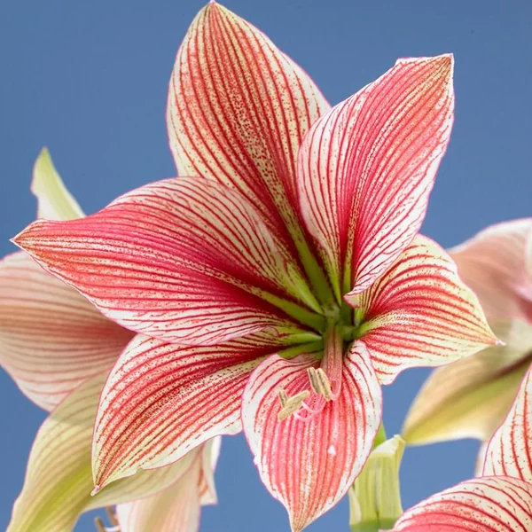 Amaryllis Hippeastrum Exotic Star