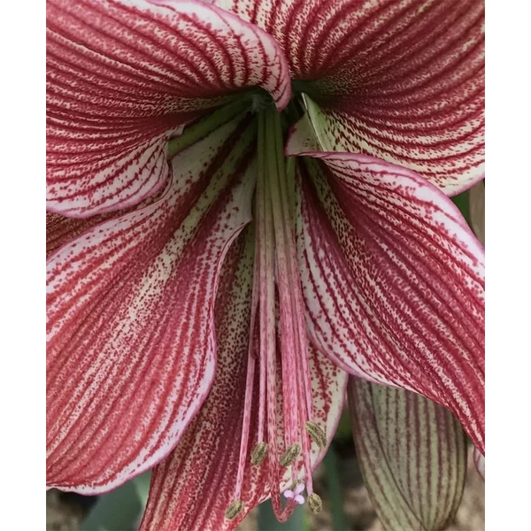  Amaryllis Hippeastrum Exotic Star