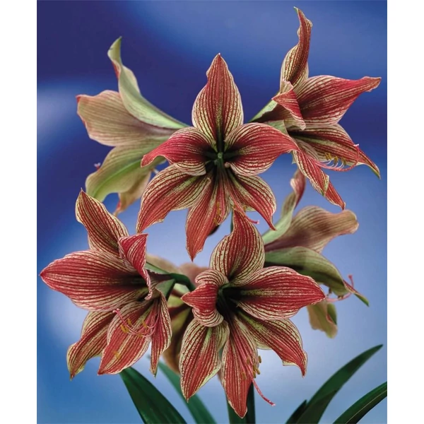  Amaryllis Hippeastrum Exotic Star