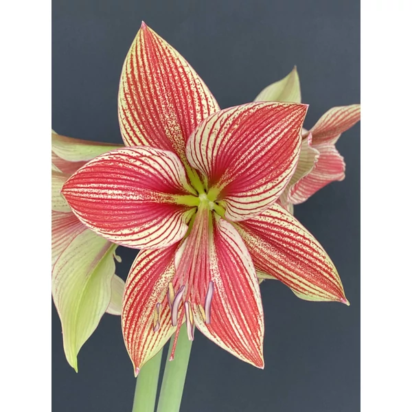  Amaryllis Hippeastrum Exotic Star