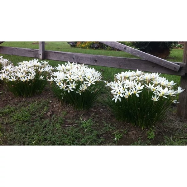  Zefírvirág fehér - ZEPHYRANTHES CANDIDA 