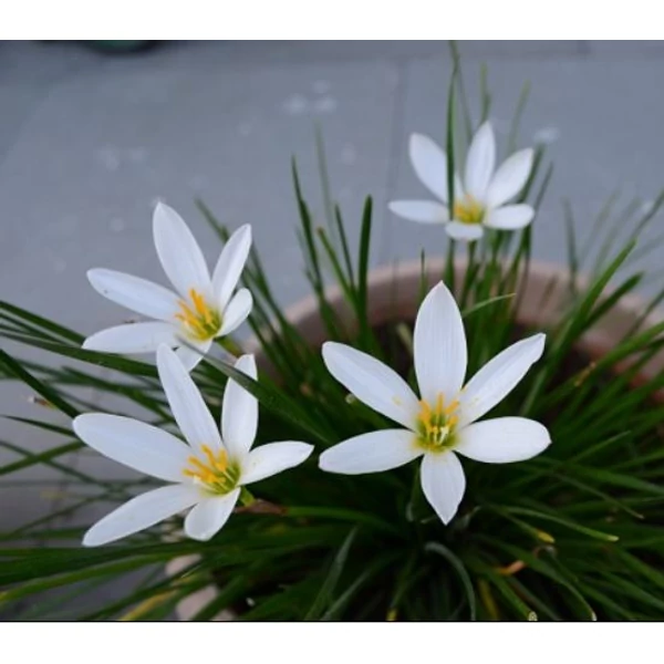  Zefírvirág fehér - ZEPHYRANTHES CANDIDA 