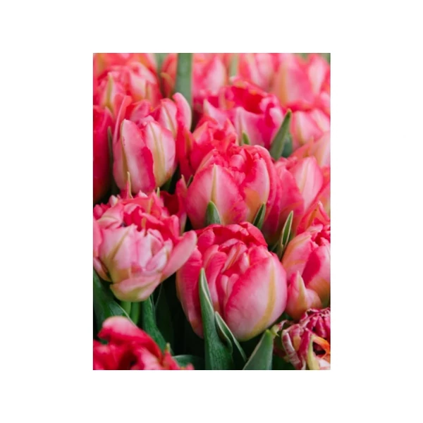 Tulipán Early Flash Point