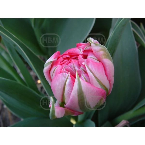 Tulipán Early Flash Point