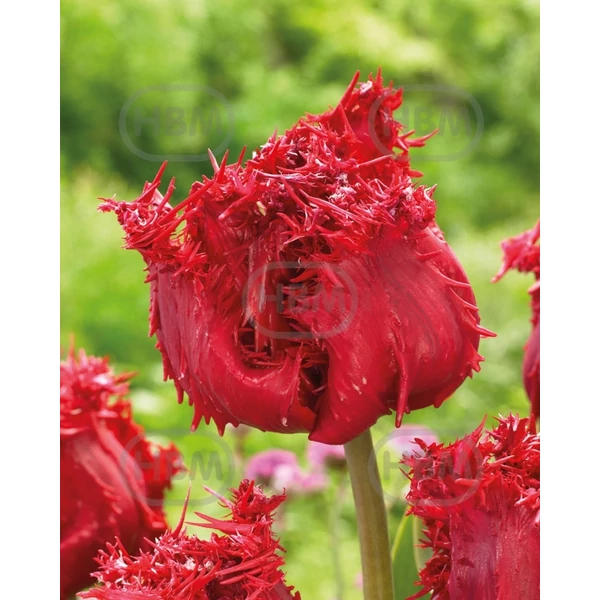 Tulipán Fringed Barbados