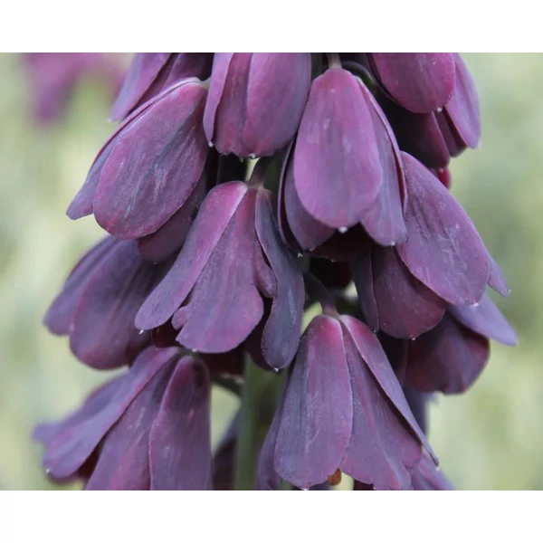 Fritillaria Persica Adiyaman 