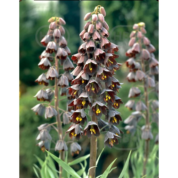 Fritillaria Persica Adiyaman 