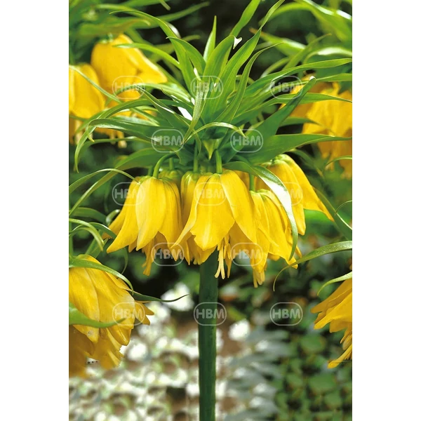 Fritillaria imperialis Lutea