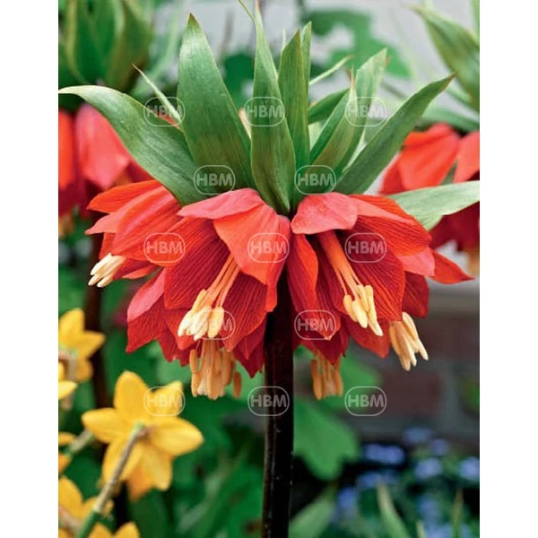 Fritillaria Imperialis Rubra Maxima