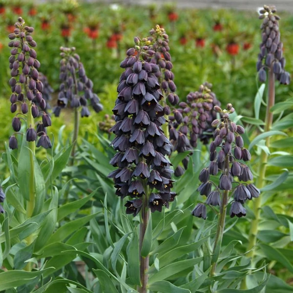Fritillaria Persica Adiyaman 