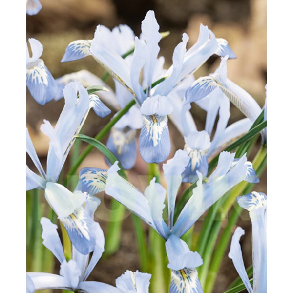 Iris Reticulata Frozen Planet