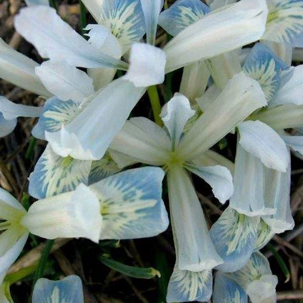 Iris Reticulata Frozen Planet