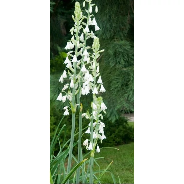 Nyári Jácint - Galtonia Candicans