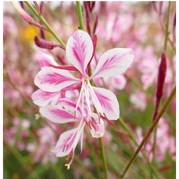Díszgyertya évelő  - Gaura Siskiyou pink lindheimeri - Oenothera lindheimeri'Siskiyou Pink
