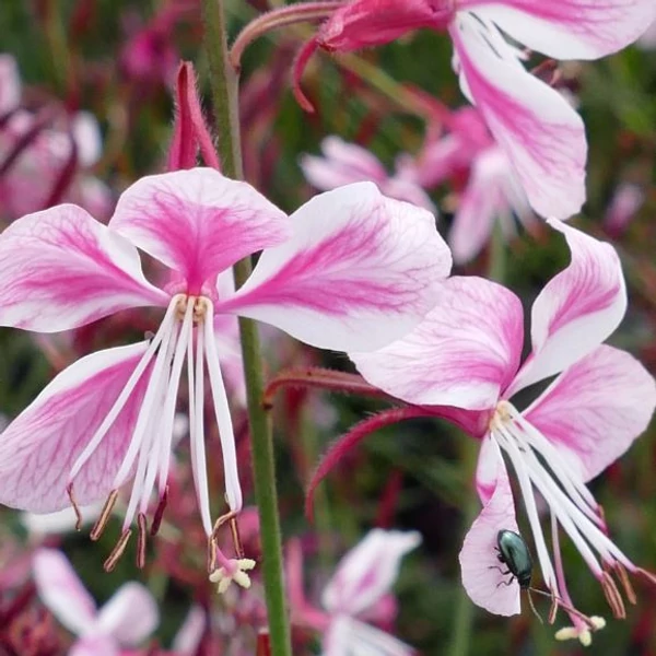 Díszgyertya évelő  - Gaura Siskiyou pink lindheimeri - Oenothera lindheimeri'Siskiyou Pink