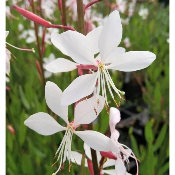 Évelő díszgyertya fehér - Gaura Whirling Butterflies lindheimeri