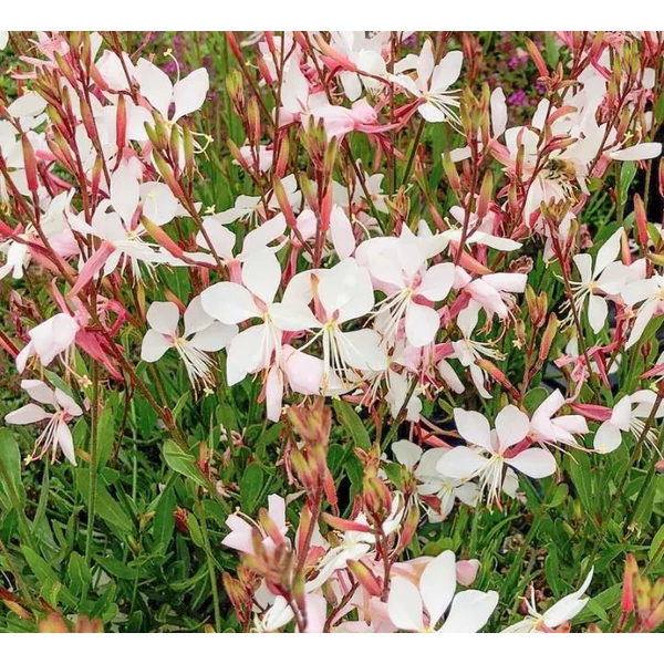Évelő díszgyertya fehér - Gaura Whirling Butterflies lindheimeri