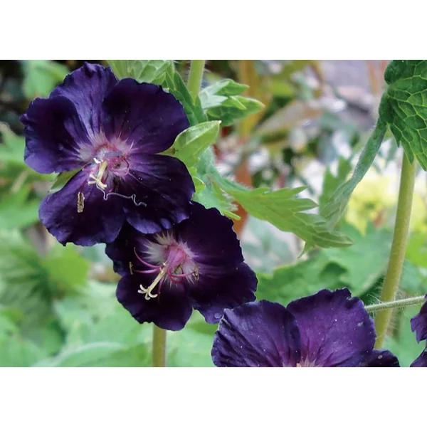 Fekete gólyaorr - Geranium phaeum Raven