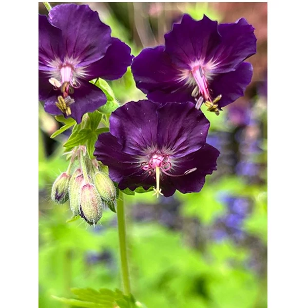 Fekete gólyaorr - Geranium phaeum Raven