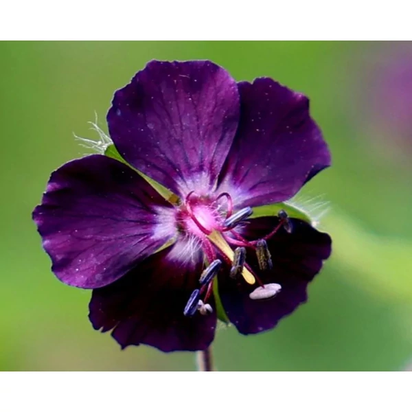 Fekete gólyaorr - Geranium phaeum Raven