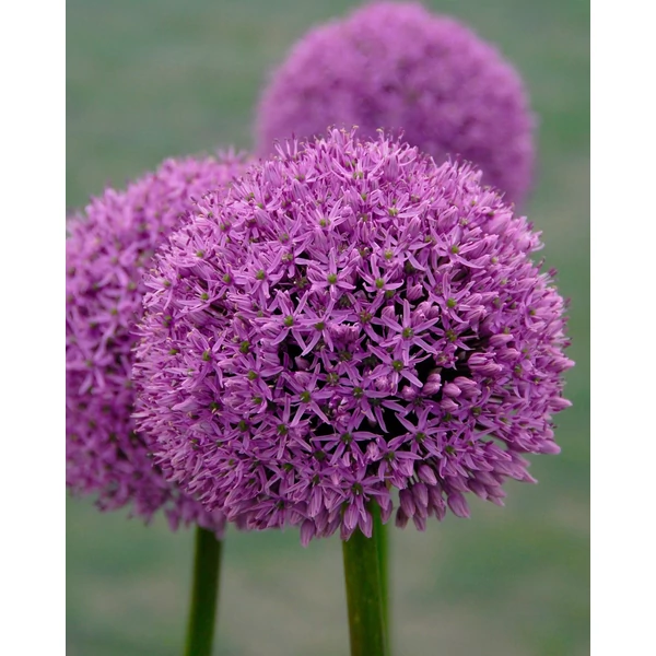 Allium Large flowering Gladiator
