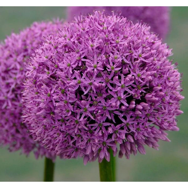 Allium Large flowering Gladiator