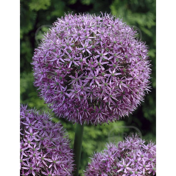 Allium Large flowering Gladiator