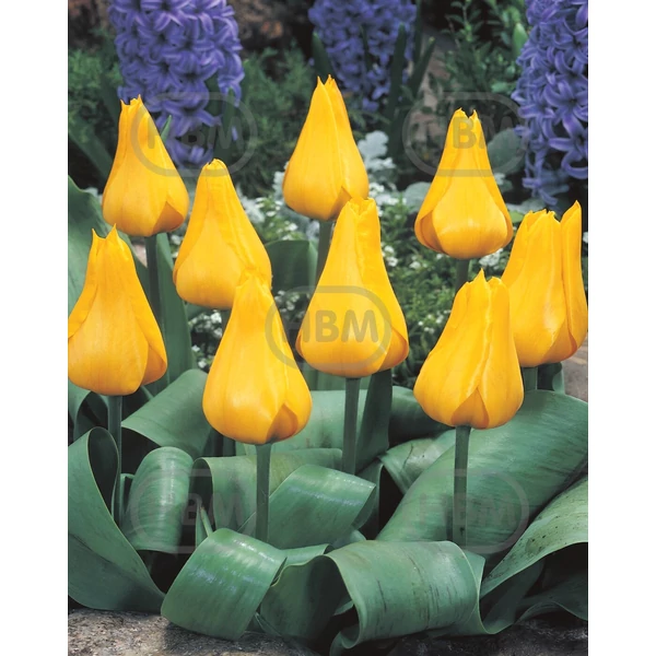 Tulipán Greigii Golden Tango