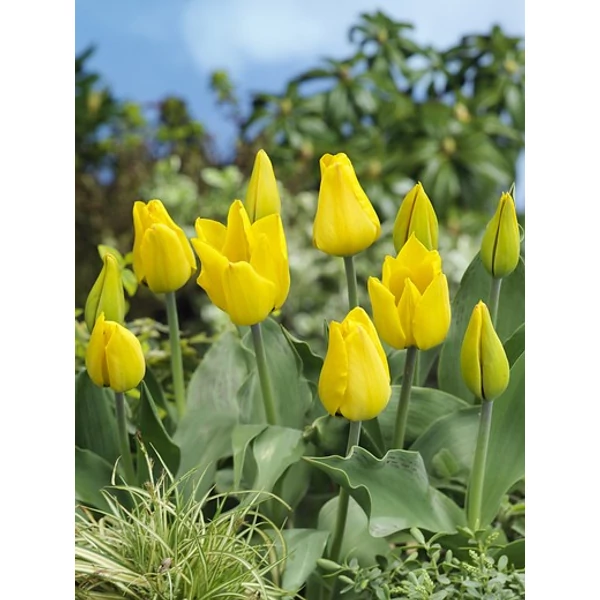 Tulipán Greigii Golden Tango