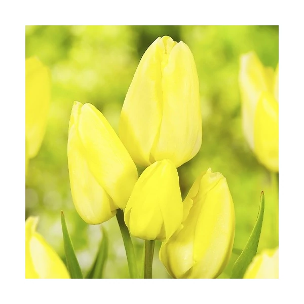 Tulipán Hans Dietrich Genscher Triumph