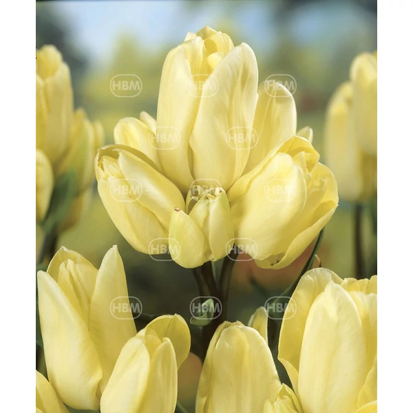 Tulipán Hans Dietrich Genscher Triumph