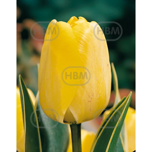 Tulipán Happy Design Darwin-Hybrid