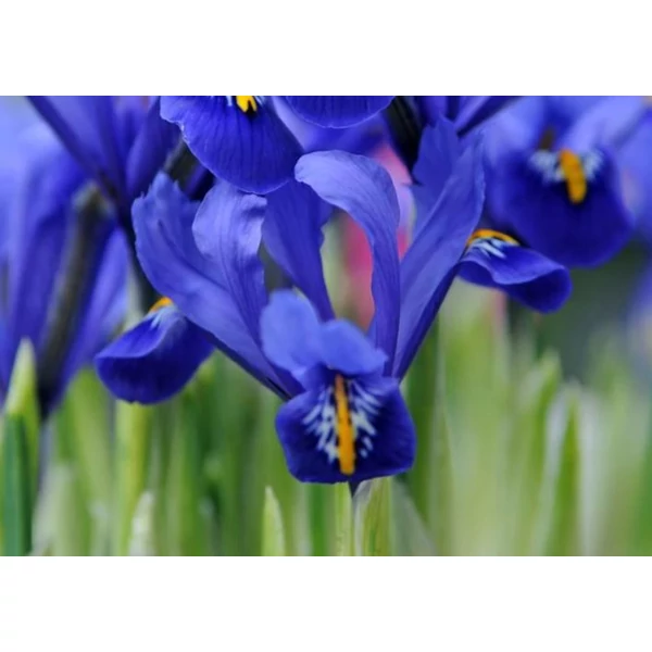 Iris reticulata Harmony